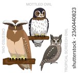 Cute Bird Crested Owl Screech Set Cartoon Vector