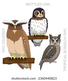 Cute Bird Crested Owl Screech Set Cartoon Vector
