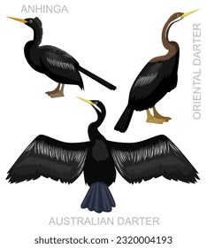 Cute Bird Darter Anhinga Set Cartoon Vector