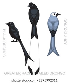 Cute Bird Drongo Set Cartoon Vector