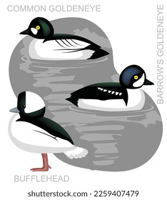 Cute Bird Duck Goldeneye Set Cartoon Vector