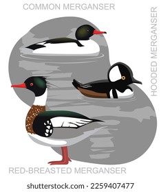 Cute Bird Duck Merganser Set Cartoon Vector