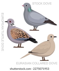 Cute Bird Eurasian Collared Dove Set Cartoon Vector