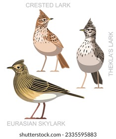 Cute Bird Eurasian Skylark Lark Set Cartoon Vector
