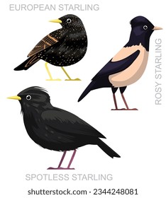 Cute Bird European Spotless Starling Set Cartoon Vector