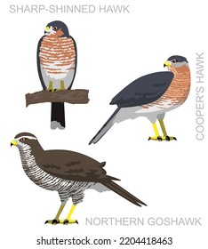 Ave Cute Accipitador De Falconería Goshawk Set Vector De Caricatura