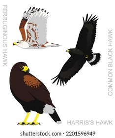 Cute Bird Falconry Harris's Hawk Set Cartoon Vector
