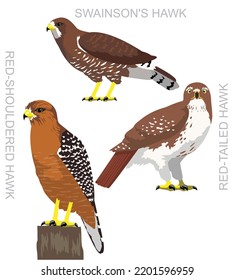Cute Bird Falconry Red-Tailed Hawk Set Cartoon Vector

