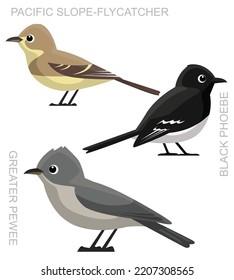 Cute Bird Flycatcher Phoebe Pewee Set Cartoon Vector