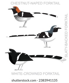 Cute Bird Forktail Set Cartoon Vector