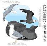 Cute Bird Gull Seagull California Set Cartoon Vector