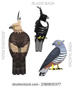 Cute Bird Hawk Bazard Festival - Martha Argerich Projekt