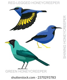 Cute Bird Honeycreeper Set Cartoon Vektor