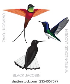 Cute Bird Hummingbird Jacobin Topaz Set Cartoon Vector