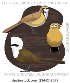 Cute Bird Hwamei Laughing Thrush Set Cartoon Vector