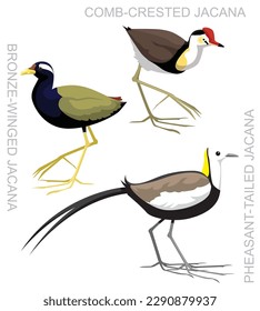 Cute Bird Jacana Set Cartoon Vector