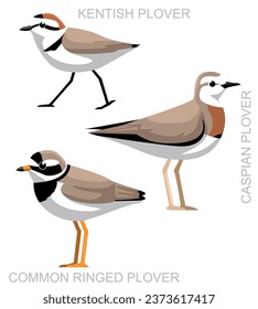 Cute Bird Kentish Plover Set Cartoon Vector