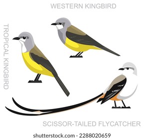 Cute Bird Kingbird Flycatcher Set vector de dibujos animados
