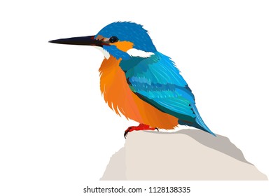 Cute bird. Kingfisher. Colorful bird. Vector image. White background.