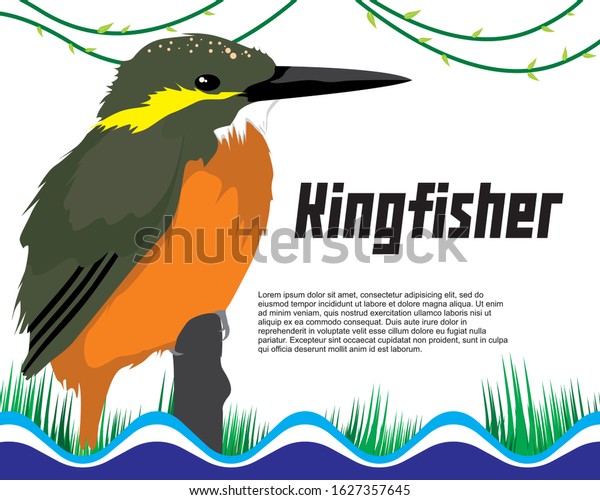 Cute Bird Kingfisher. Colorful bird. Vector\
Image. With grass and wave\
background