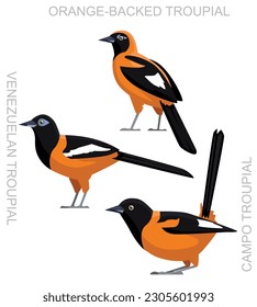 Cute Bird Latin Oriole Troupial Set Cartoon Vector
