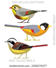 Cute Bird Leiothrix Minla Mesia Set Cartoon Vector
