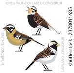Cute Bird Longspur Set Cartoon Vector
