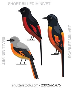 Cute Bird Minivet Set Cartoon Vector