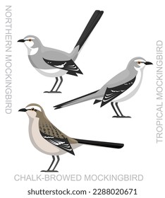 Cute Bird Mockingbird Set Cartoon Vector
