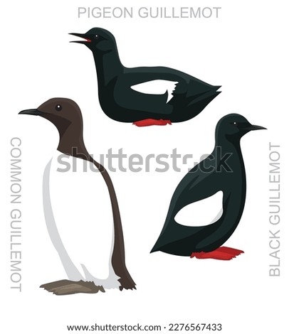 Cute Bird Murre Guillemot Set Cartoon Vector
