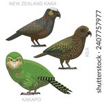 Cute Bird New Zealand Parrots Kaka Set Cartoon Vector