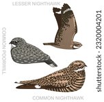 Cute Bird Nighthawk Nightjar Poorwill Set Cartoon Vector