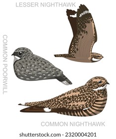 Cute Bird Nighthawk Nightjar Poorwill Set Cartoon Vector