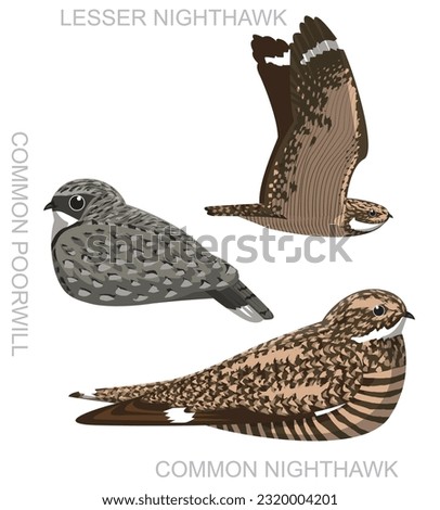 Cute Bird Nighthawk Nightjar Poorwill Set Cartoon Vector
