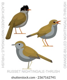 Cute Bird Nightingale-Thrush Set Cartoon Vector