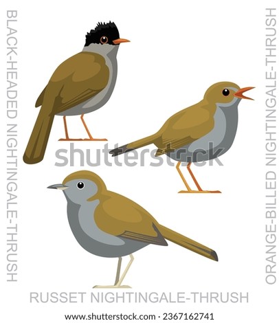Cute Bird Nightingale-Thrush Set Cartoon Vector