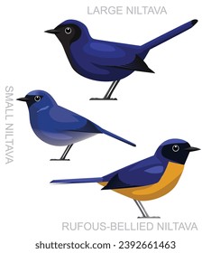 Cute Bird Niltava Flycatcher Set Cartoon Vector