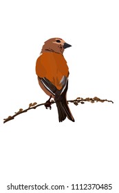Cute bird on branch. Vector image. White background.
