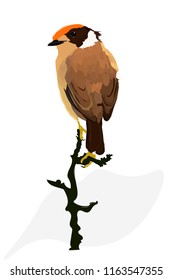 Cute bird. Bird on a branch. Vector image. White background.
