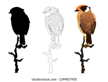 Cute bird. Bird on a branch. Vector image. White background.