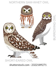 Cute Bird Owl Saw-Whet Burrowing Set Cartoon Vector
