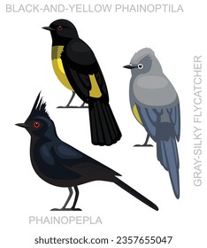Cute Bird Phainopepla Flycatcher Set Cartoon Vector