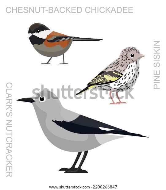 Cute Bird Pine Siskin Clark\'s Nutcracker\
Chestnut-backed Chickadee Set Cartoon\
Vector\

