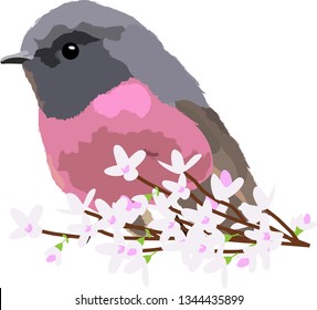 A cute bird pink robin on flower branch deigned for ornithologist