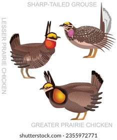 Cute Bird Prairie Chicken Grouse Set Cartoon Vector