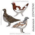 Cute Bird Ptarmigan Set Cartoon Vector