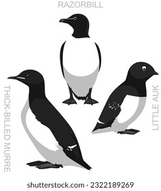 Cute Bird Razorbill Little Auk Murre Set Cartoon Vector
