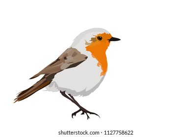 Cute bird robin. Vector image. White background.