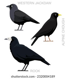 Cute Bird Rook Jackdaw Chough Crow Set Cartoon Vector