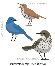 Cute Bird Sage Thrasher Pinyon Jay Wood Thrush Set Cartoon Vector